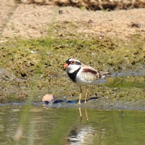 Charadrius melanops at Bundaberg South, QLD - 19 Jul 2024 11:32 AM