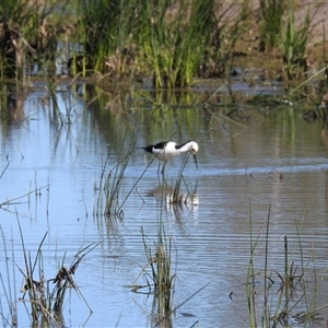 Himantopus leucocephalus at Bundaberg South, QLD - 19 Jul 2024