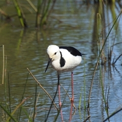 Himantopus leucocephalus at Bundaberg South, QLD - 19 Jul 2024