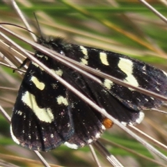 Phalaenoides tristifica (Willow-herb Day-moth) at Mount Clear, ACT - 8 Oct 2024 by RobParnell