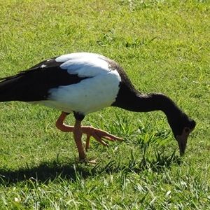 Anseranas semipalmata (Magpie Goose) at Bundaberg South, QLD by Gaylesp8