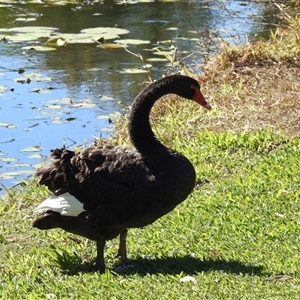 Cygnus atratus (Black Swan) at Bundaberg South, QLD by Gaylesp8