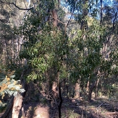 Acacia melanoxylon (Blackwood) at Brindabella, NSW - 11 Oct 2024 by Mulch