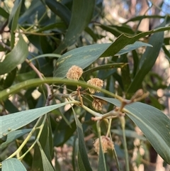 Acacia melanoxylon at Brindabella, NSW - 12 Oct 2024