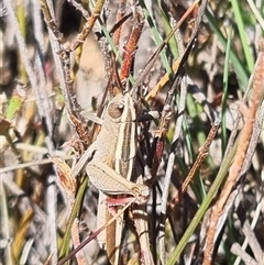 Apotropis tricarinata (Eastern striped grasshopper) at Bungendore, NSW - 12 Oct 2024 by clarehoneydove