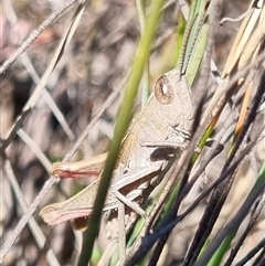 Apotropis tricarinata at Bungendore, NSW - suppressed