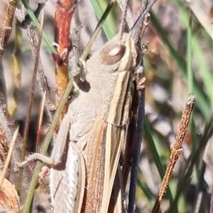 Apotropis tricarinata at Bungendore, NSW - suppressed