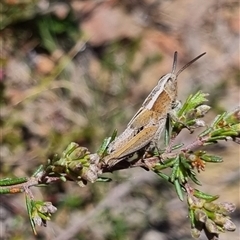 Apotropis tricarinata at Bungendore, NSW - suppressed