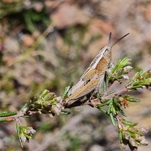 Apotropis tricarinata at Bungendore, NSW - suppressed