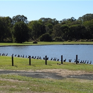 Phalacrocorax sulcirostris at Bundaberg South, QLD - 19 Jul 2024 10:04 AM