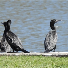 Phalacrocorax sulcirostris at Bundaberg South, QLD - 19 Jul 2024 10:04 AM