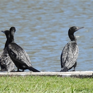 Phalacrocorax sulcirostris at Bundaberg South, QLD - 19 Jul 2024 10:04 AM