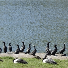 Phalacrocorax sulcirostris at Bundaberg South, QLD - 19 Jul 2024