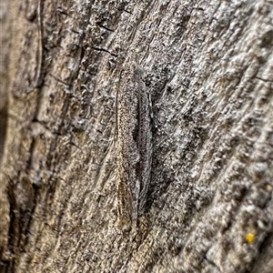 Strepsicrates macropetana (Eucalyptus Leafroller) at Tantawangalo, NSW by Pirom