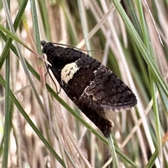 Cnephasia stereodes at Glen Allen, NSW - 9 Oct 2024 by Pirom