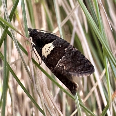 Rupicolana stereodes (A Tortricid moth (Tortricinae)) at Glen Allen, NSW - 9 Oct 2024 by Pirom