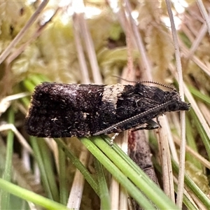 Rupicolana stereodes at Glen Allen, NSW - 9 Oct 2024 11:42 AM