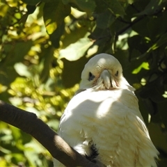 Cacatua sanguinea (Little Corella) at Bundaberg South, QLD - 19 Jul 2024 by Gaylesp8