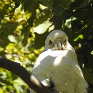 Cacatua sanguinea at Bundaberg South, QLD - 19 Jul 2024