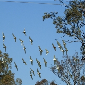 Cacatua sanguinea at Bundaberg South, QLD - 19 Jul 2024