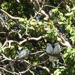 Cacatua sanguinea at Bundaberg South, QLD - 19 Jul 2024 12:28 PM