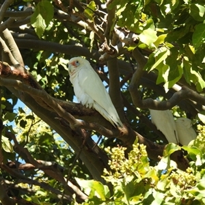 Cacatua tenuirostris at Bundaberg South, QLD - 19 Jul 2024