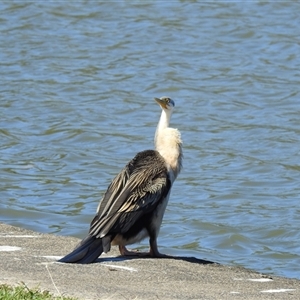 Anhinga novaehollandiae at Bundaberg South, QLD - 19 Jul 2024