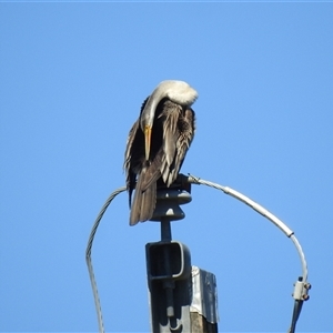 Anhinga novaehollandiae at Bundaberg South, QLD - 19 Jul 2024