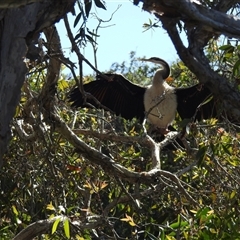 Anhinga novaehollandiae at Bundaberg South, QLD - 19 Jul 2024 10:16 AM