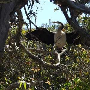 Anhinga novaehollandiae at Bundaberg South, QLD - 19 Jul 2024