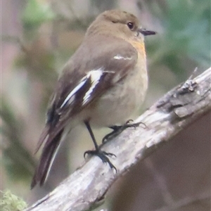 Petroica phoenicea at Mount Clear, ACT - 9 Oct 2024