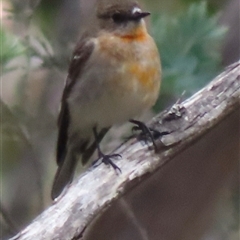 Petroica phoenicea at Mount Clear, ACT - 9 Oct 2024