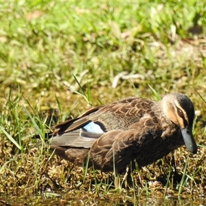 Anas superciliosa at Bundaberg South, QLD - 19 Jul 2024