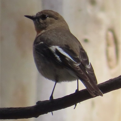 Petroica phoenicea (Flame Robin) at Mount Clear, ACT - 8 Oct 2024 by RobParnell