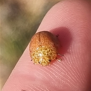 Paropsis obsoleta at Bungendore, NSW - 12 Oct 2024