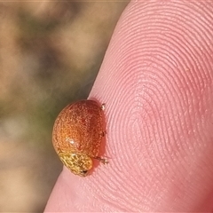 Paropsis obsoleta at Bungendore, NSW - 12 Oct 2024