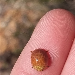 Paropsis obsoleta at Bungendore, NSW - 12 Oct 2024