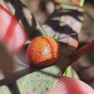 Paropsis obsoleta at Bungendore, NSW - suppressed