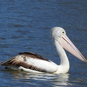 Pelecanus conspicillatus at Bundaberg South, QLD - 19 Jul 2024