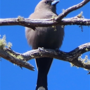 Artamus cyanopterus at Mount Clear, ACT - 9 Oct 2024