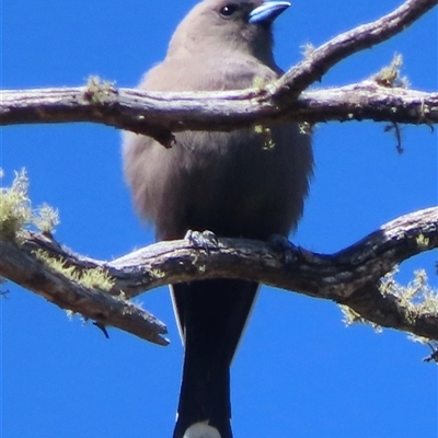 Artamus cyanopterus cyanopterus (Dusky Woodswallow) at Mount Clear, ACT - 9 Oct 2024 by RobParnell