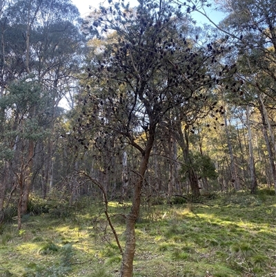 Banksia marginata (Silver Banksia) at Brindabella, NSW - 11 Oct 2024 by Mulch