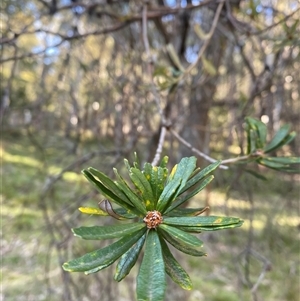 Banksia marginata at Brindabella, NSW - suppressed