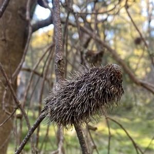 Banksia marginata at Brindabella, NSW - suppressed