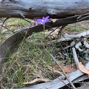 Glossodia major at Brindabella, NSW - 12 Oct 2024