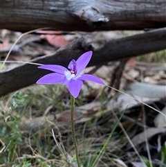 Glossodia major at Brindabella, NSW - 12 Oct 2024