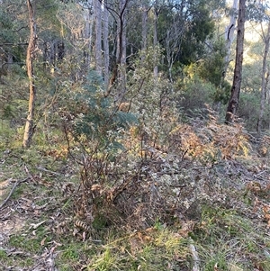 Spyridium parvifolium at Brindabella, NSW - 12 Oct 2024