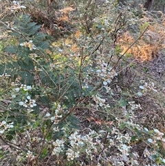 Spyridium parvifolium at Brindabella, NSW - 12 Oct 2024