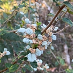 Spyridium parvifolium at Brindabella, NSW - 12 Oct 2024