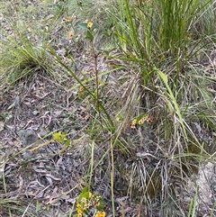 Platylobium montanum subsp. montanum (Mountain Flat Pea) at Brindabella, NSW - 11 Oct 2024 by Mulch